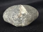 Micraster cf. schroederi STOLLEY 1891 - Bild &copy; FossNet FossilienStore